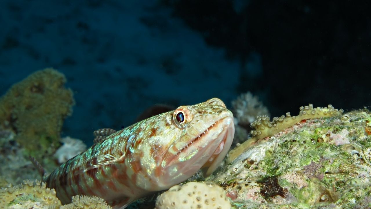 A lizard fish on a rock.