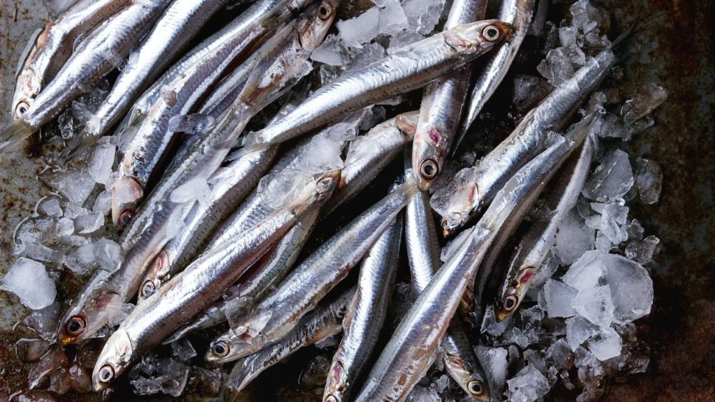 Fresh anchovies on ice. 