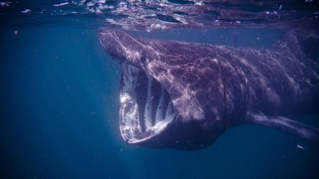 Basking Shark is the second biggest fish in the world.