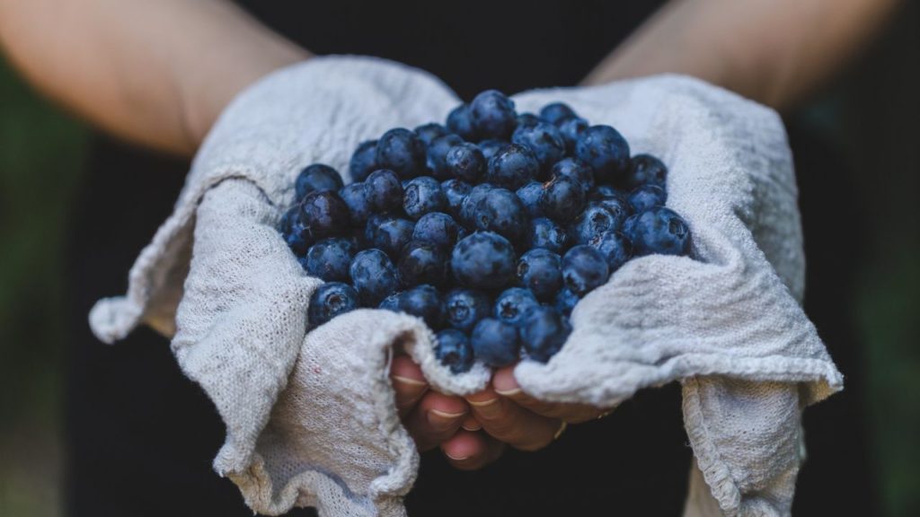 A person holding a handful blueberries on her palm. 