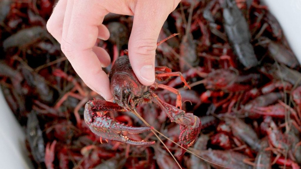 A person holding a crawfish as catfish bait. 