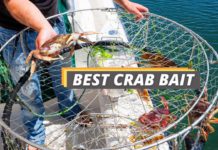 Fished That's best crab bait featured image