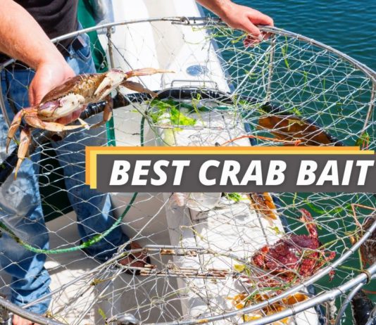 Fished That's best crab bait featured image