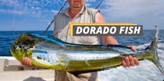 Fished That's featured image about dorado fish.