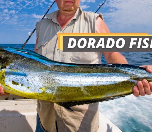Fished That's featured image about dorado fish.