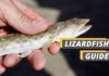 Lizard Fish guide featured image on Fished That.
