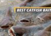 Fished That's best catfish bait featured image.