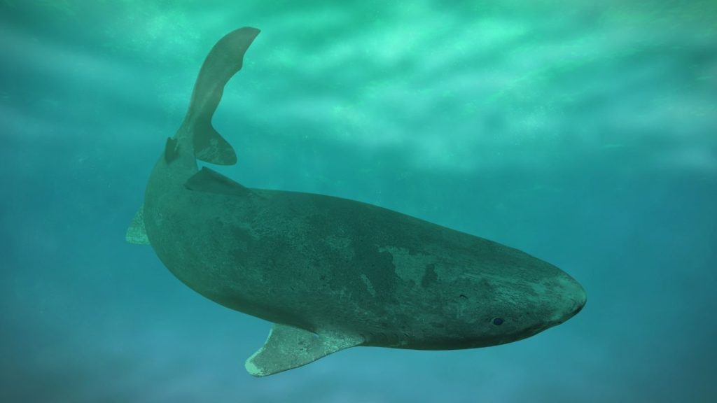 A picture of Greenland Shark 