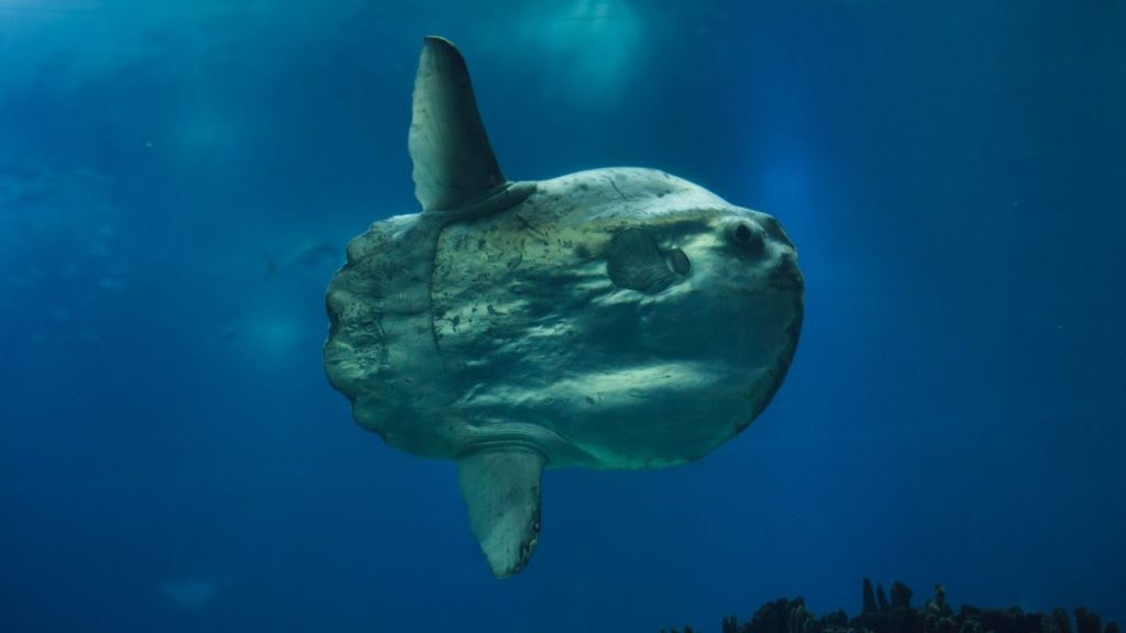 A picture of Ocean Sunfish