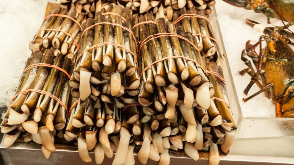 Bundles of razor clams on a table. 