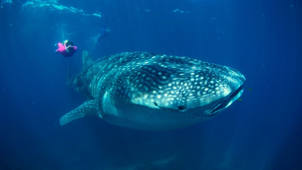 Picture showing the biggest fish in the world, theWhale Shark
