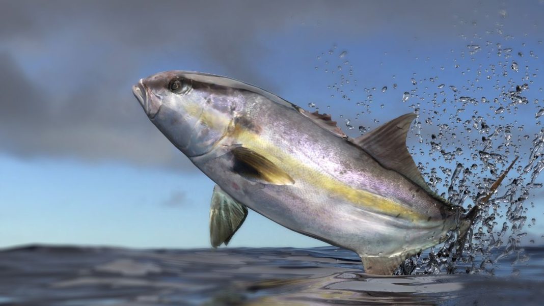 Yellowtail Fish Where to Catch and More Fished That