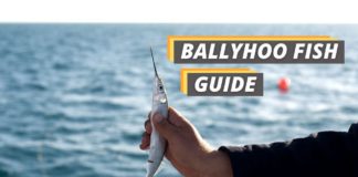 Ballyhoo fish featured image from Fished That