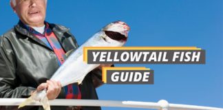 Yellowtail fish featured image from Fished That