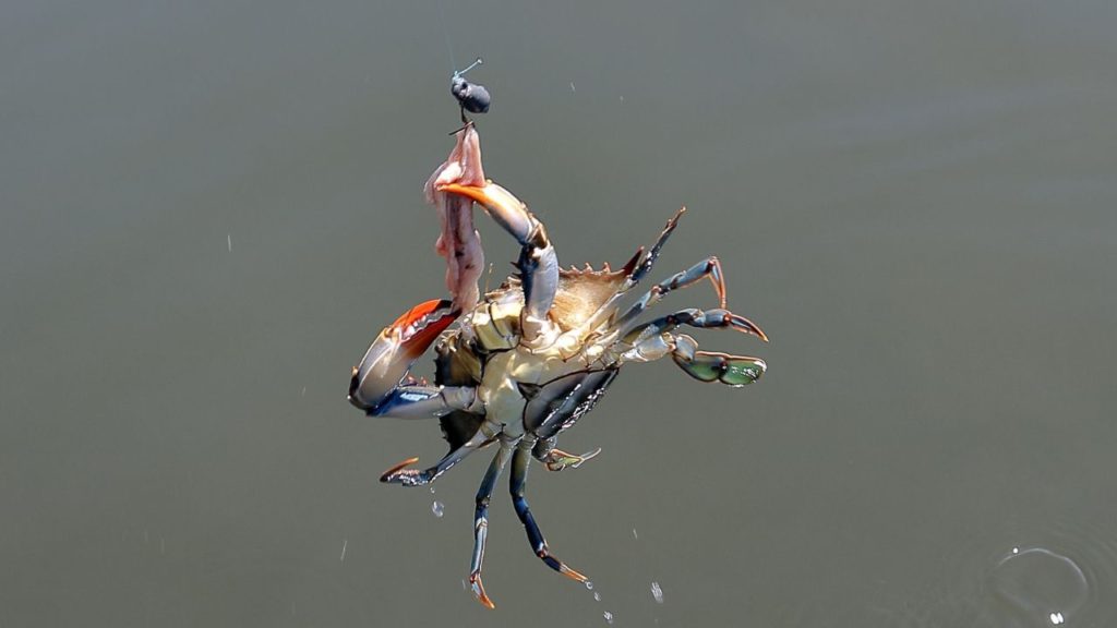 Crab dangling from a line. 