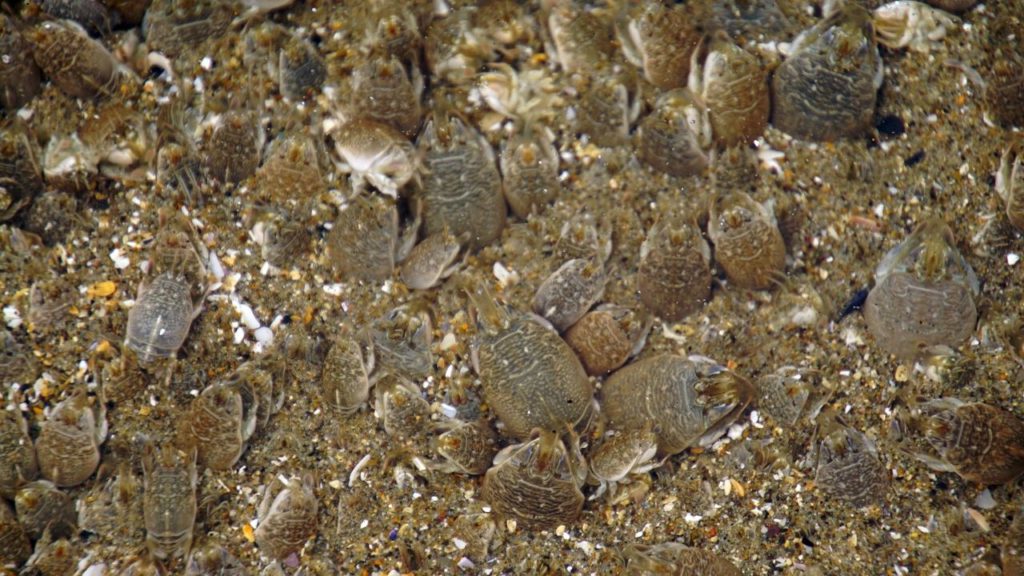 A group of sand fleas