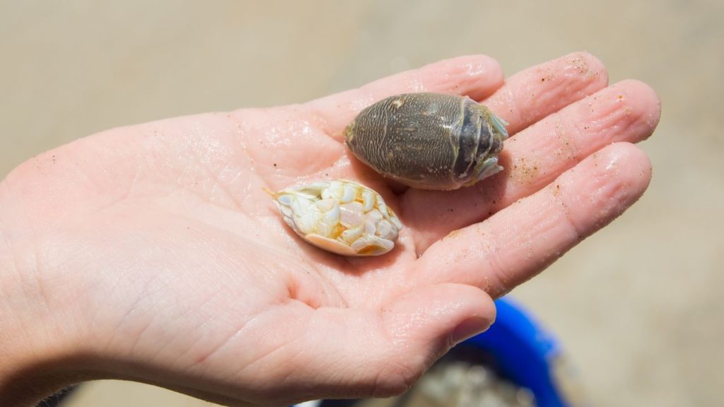 A person holding sand fleas on his palm