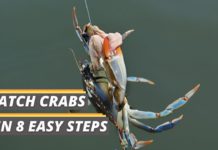 Fished That's featured image about how to catch crabs
