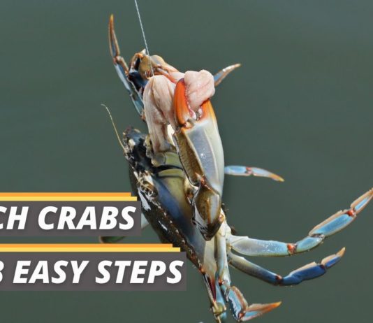 Fished That's featured image about how to catch crabs