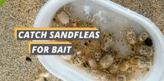 Fished That's featured image about How to Catch Sandfleas for Bait