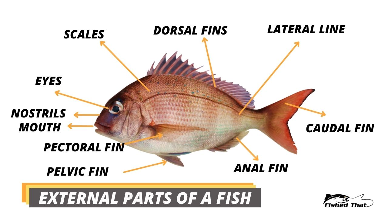 Illustration of the external parts of the fish.