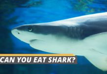 can you eat shark featured image by FishedThat