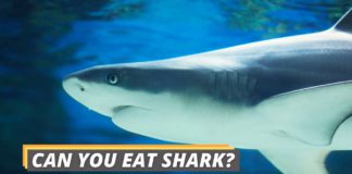 can you eat shark featured image by FishedThat