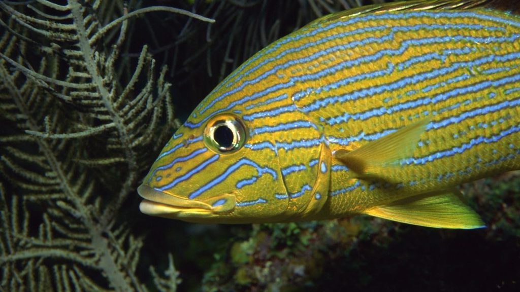 A close-up picture of a Blue Striped Grunt