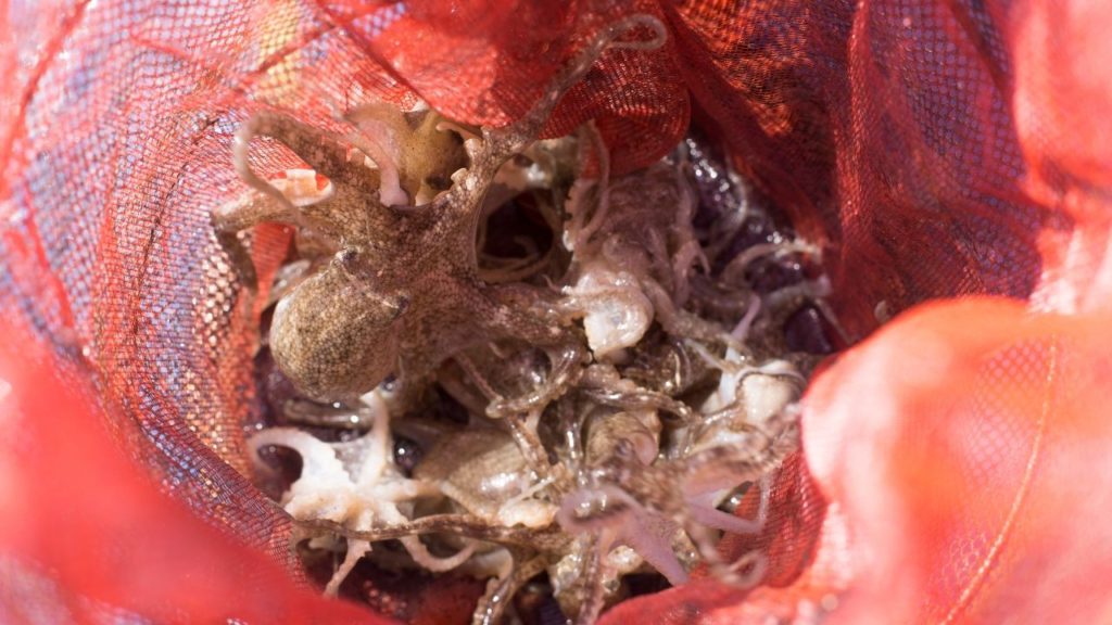 Octopuses caught in a fishing trap