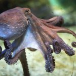 Ai Octopus