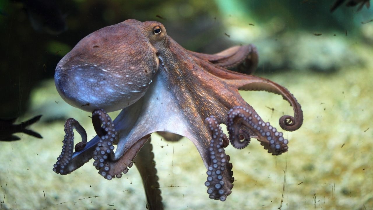 Octopus caught using a fishing rod and jig