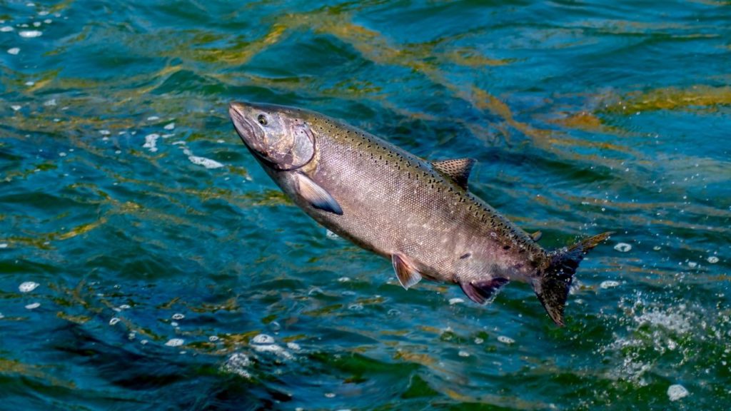A Chinook salmon jumping out of the water