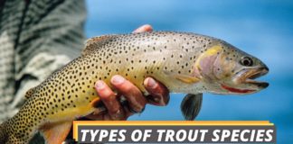 A person holding one of the many types of trout species.