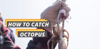 featured image of Fished That's guide about how to catch octopus