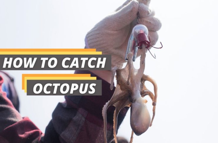 featured image of Fished That's guide about how to catch octopus