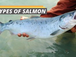Types of salmon featured image from Fished That