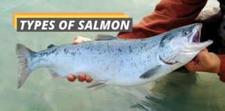 Types of salmon featured image from Fished That