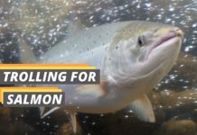 Trolling for salmon featured image from Fished That
