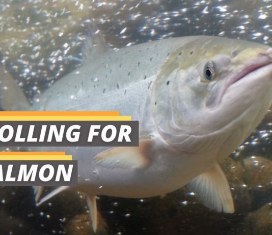 Trolling for salmon featured image from Fished That