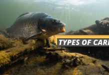 Types of carp featured image from Fished That
