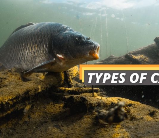 Types of carp featured image from Fished That