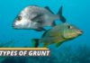 featured image about types of grunt from Fished That
