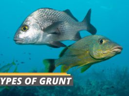 featured image about types of grunt from Fished That