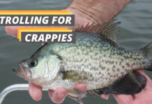 featured image of Fished That's guide about trolling for crappies