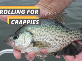 featured image of Fished That's guide about trolling for crappies