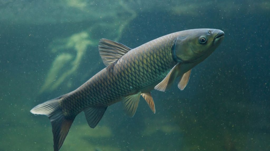 A picture of a Grass carp