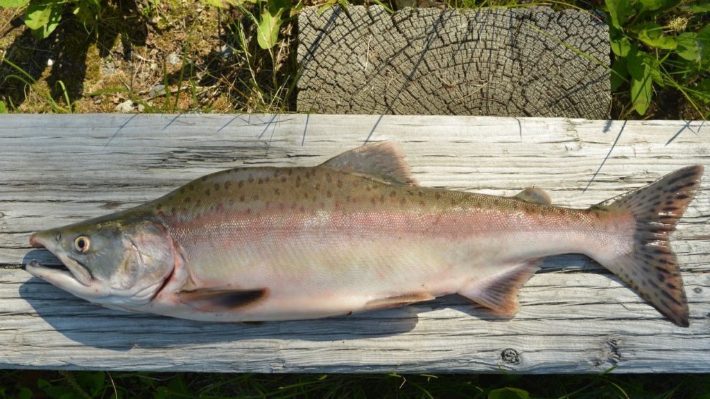 A freshly caught Pink Salmon on a plank