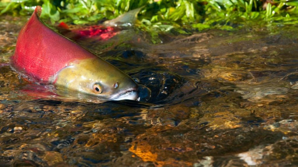 A picture of spawning-phase Red Salmon