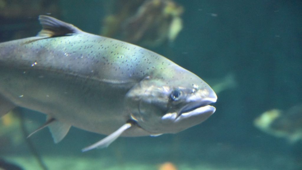 A picture of Silver salmon