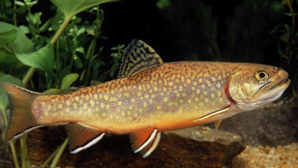 A photo of a Brook trout